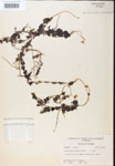000000752-thumbnail.jpg