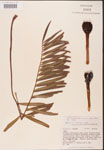 000001871-thumbnail.jpg