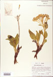 000003984-thumbnail.jpg