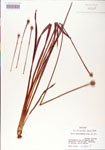 000004225-thumbnail.jpg