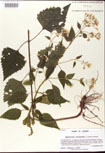 000008089-thumbnail.jpg