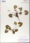 000013445-thumbnail.jpg