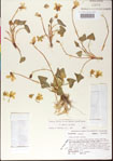 000013452-thumbnail.jpg