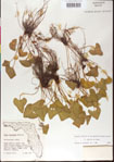 000013462-thumbnail.jpg