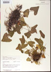000013465-thumbnail.jpg