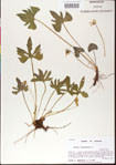 000013484-thumbnail.jpg