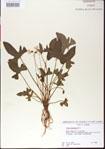000013490-thumbnail.jpg