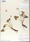 000013491-thumbnail.jpg