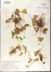 000013492-thumbnail.jpg