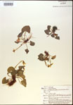 000013498-thumbnail.jpg