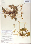 000013532-thumbnail.jpg