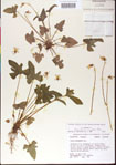 000013544-thumbnail.jpg