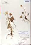 000013550-thumbnail.jpg