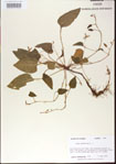 000013560-thumbnail.jpg