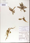 000013568-thumbnail.jpg