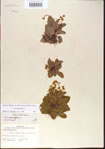 000013569-thumbnail.jpg
