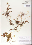 000013571-thumbnail.jpg
