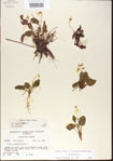 000013575-thumbnail.jpg