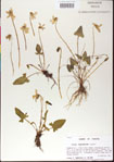 000013595-thumbnail.jpg