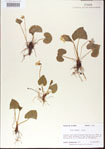 000013621-thumbnail.jpg