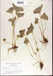 000013624-thumbnail.jpg