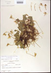 000013628-thumbnail.jpg