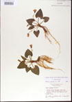 000013931-thumbnail.jpg