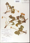 000013932-thumbnail.jpg