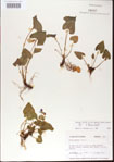 000013950-thumbnail.jpg