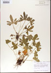 000013967-thumbnail.jpg