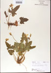 000013973-thumbnail.jpg