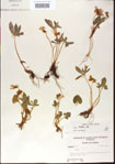 000013974-thumbnail.jpg
