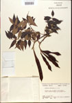 000015431-thumbnail.jpg