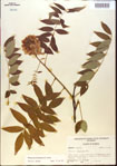 000015432-thumbnail.jpg
