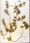 000015438-thumbnail.jpg