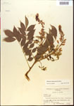 000015440-thumbnail.jpg