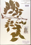 000015441-thumbnail.jpg