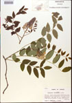000015442-thumbnail.jpg