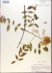 000015443-thumbnail.jpg