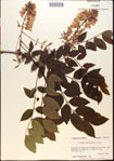 000015444-thumbnail.jpg