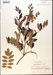 000015447-thumbnail.jpg