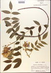 000015450-thumbnail.jpg