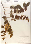 000015451-thumbnail.jpg