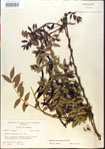 000015452-thumbnail.jpg