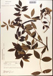 000015453-thumbnail.jpg