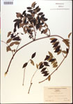 000015454-thumbnail.jpg