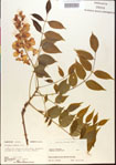 000015455-thumbnail.jpg
