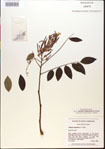000015469-thumbnail.jpg