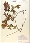 000015471-thumbnail.jpg