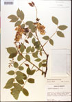 000015473-thumbnail.jpg